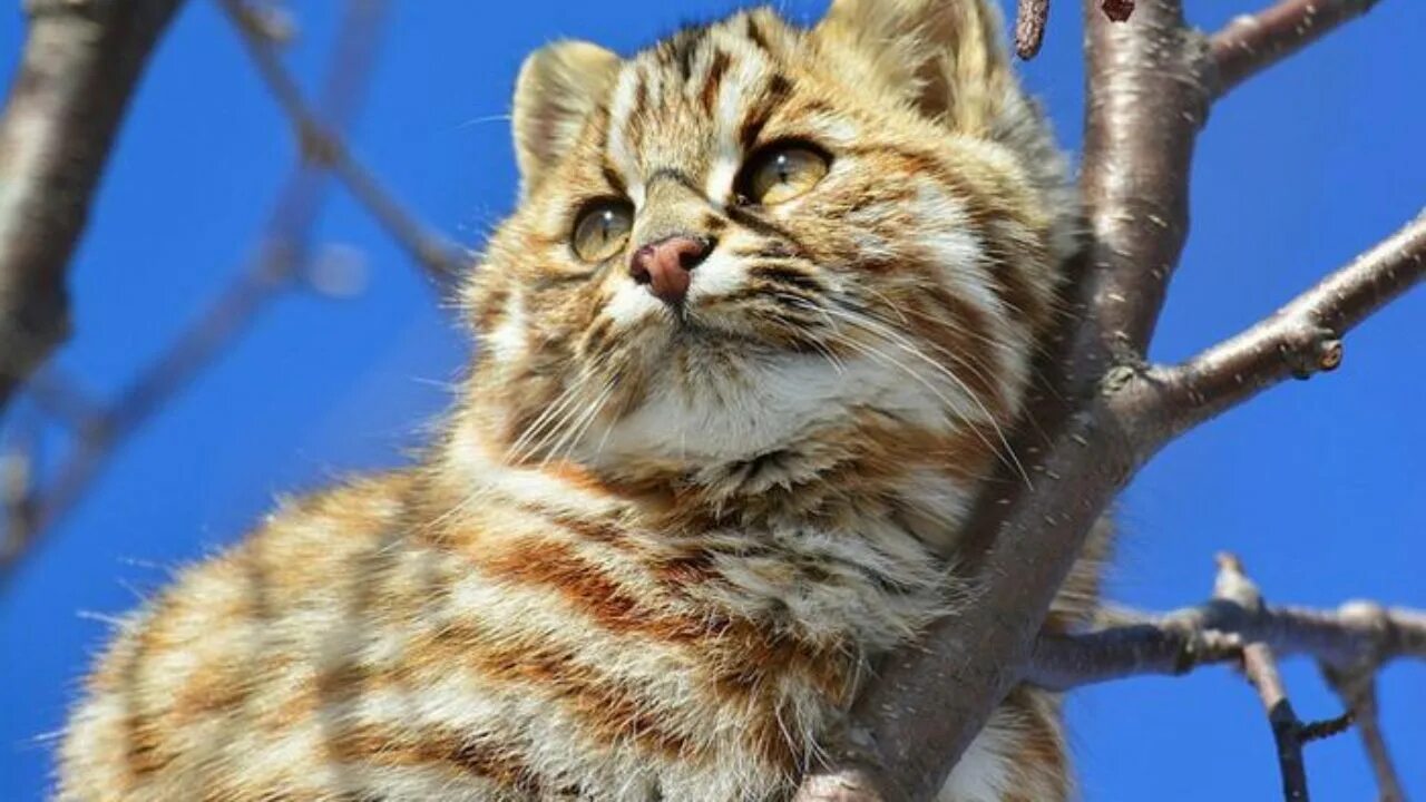 Дальневосточный амурский лесной кот. Лесной кот felis silvestris. Уссурийский амурский лесной кот. Амурский дикий лесной кот. Европейский дикий лесной кот.
