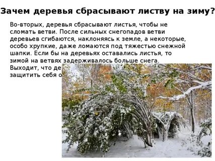 Перед снегопадом дерево начинало ронять