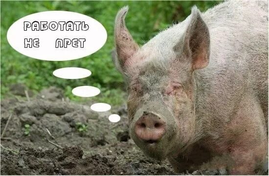 Свинка в аэропорту сан франциско. Свиньи. Свинья работает. Свинья работает. Прикольная свинья.