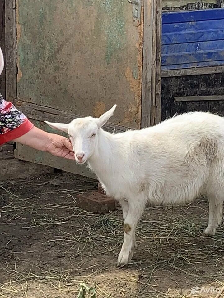 Купить козу в нижегородской. Купля и продажа козлят. Козучи. Купить козу. Фото месячных козлят зааненских.