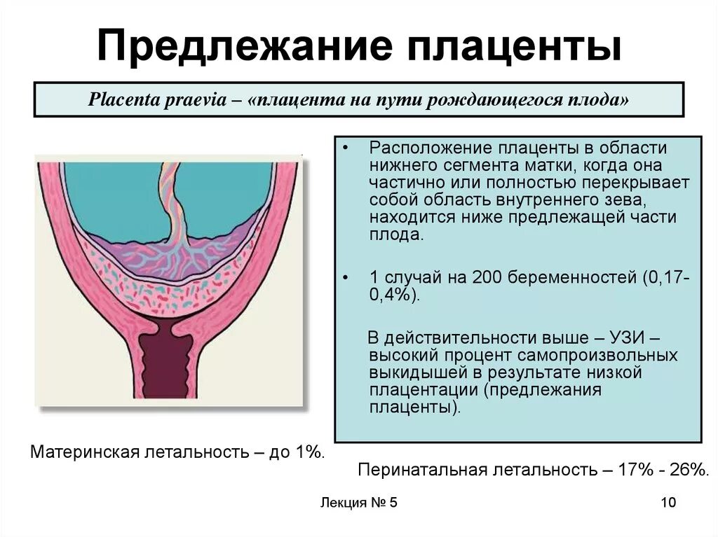 22 неделе плацента. Нижнее предлежание плаценты при беременности. Неполное предлежание плаценты на УЗИ. Краевое предлежание плаценты у беременных. Шеечное предлежание плаценты.