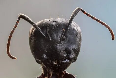 Лицо муравьев вблизи