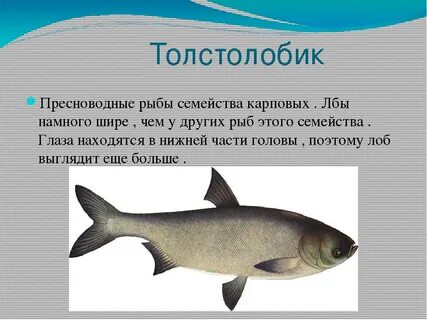 Какая рыба относится к белой