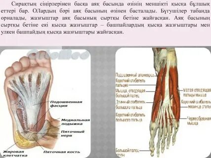 Порно аналар трусиларын шешеді