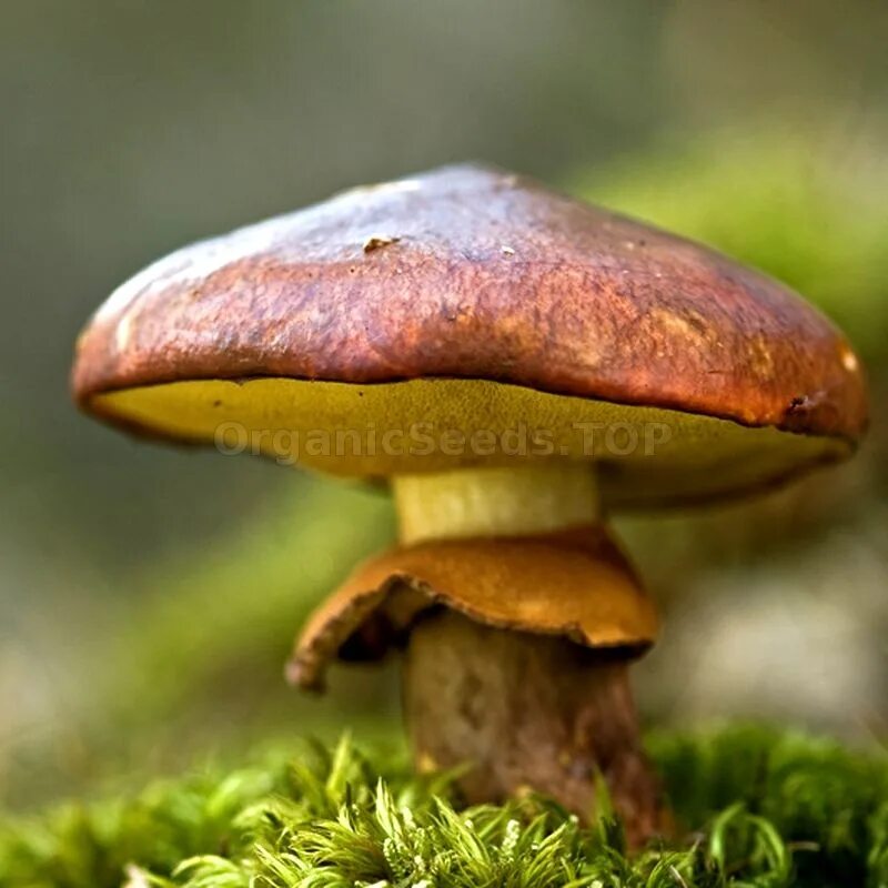 Масленок. Гриб Suillus luteus. Масленок Suillus luteus. Маслёнок обыкновенный грибы. Маслёнок настоящий Suillus luteus.