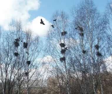 Погода грачи дубынка