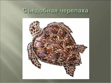 Земноводные пресмыкающиеся 2 класс окружающий мир