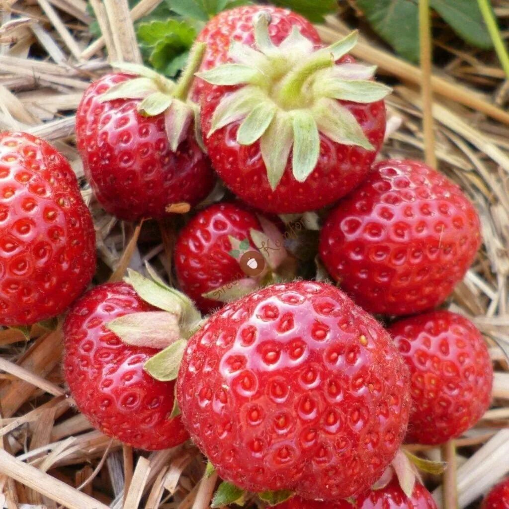 Мице шиндлер клубника фото описание. Сорт клубники мице шиндлер. земляника (сорт мице шиндлер. земляника садовая мице шиндлер. земляника садовая мизе (кити) шиндлер.