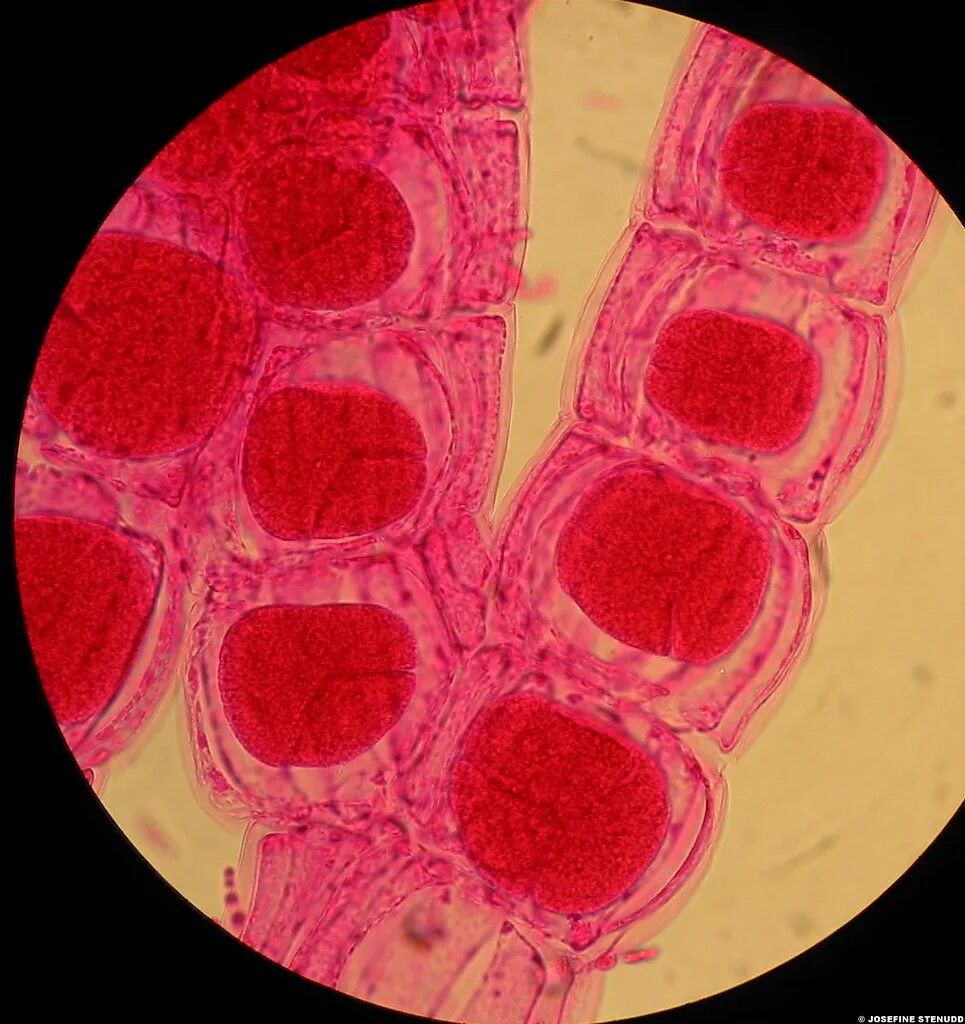 Красные водоросли клетки. Polysiphonia микроскоп. Микроскопические красные водоросли. Клетки красных водорослей. Красные водоросли под микроскопом.