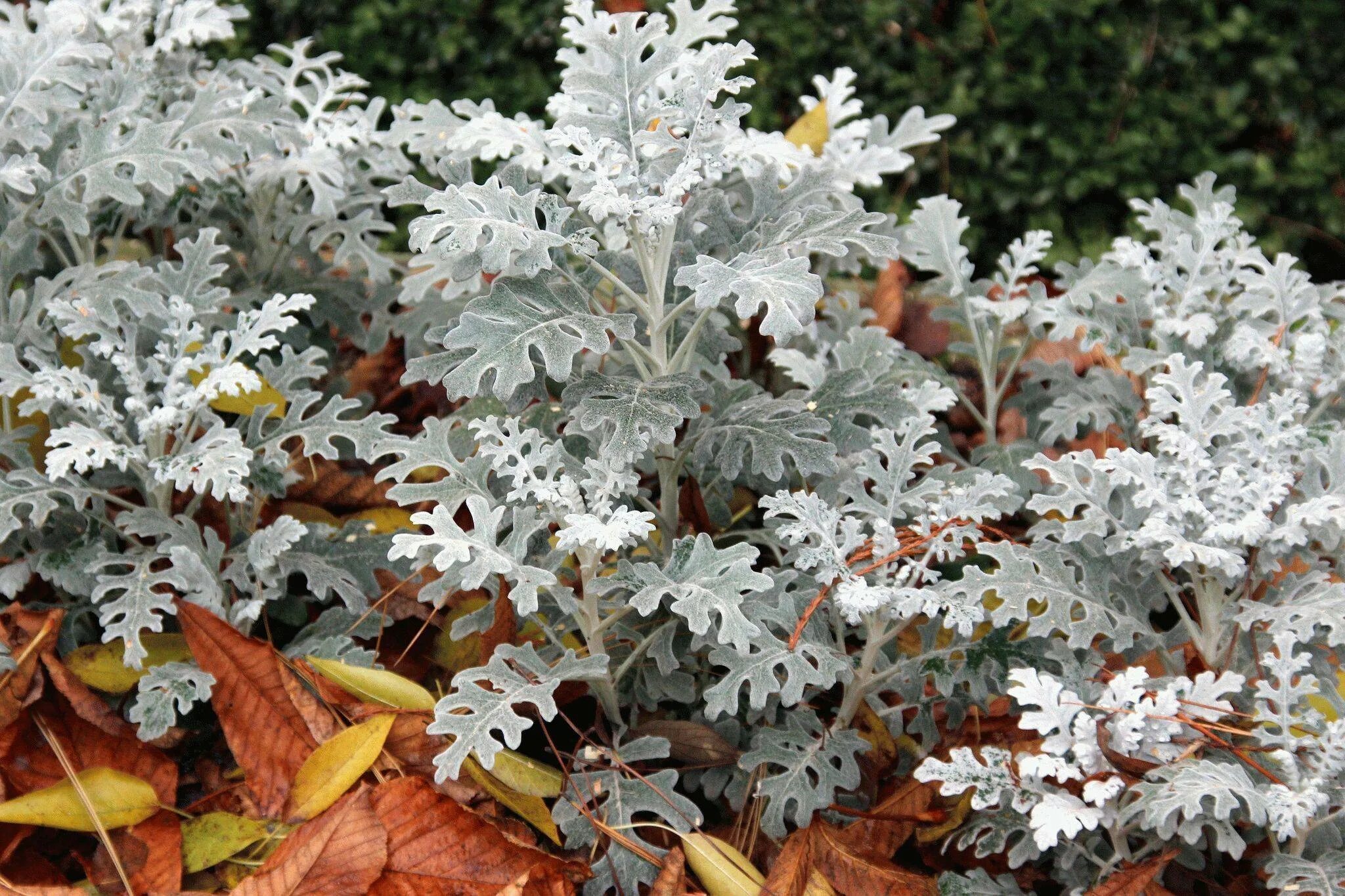 Цинерария Приморская (Senecio cineraria). Цинерария Приморская cineraria maritima. Цинерария Приморская Сильвер даст. Цинерария серебристая однолетник. Цинария