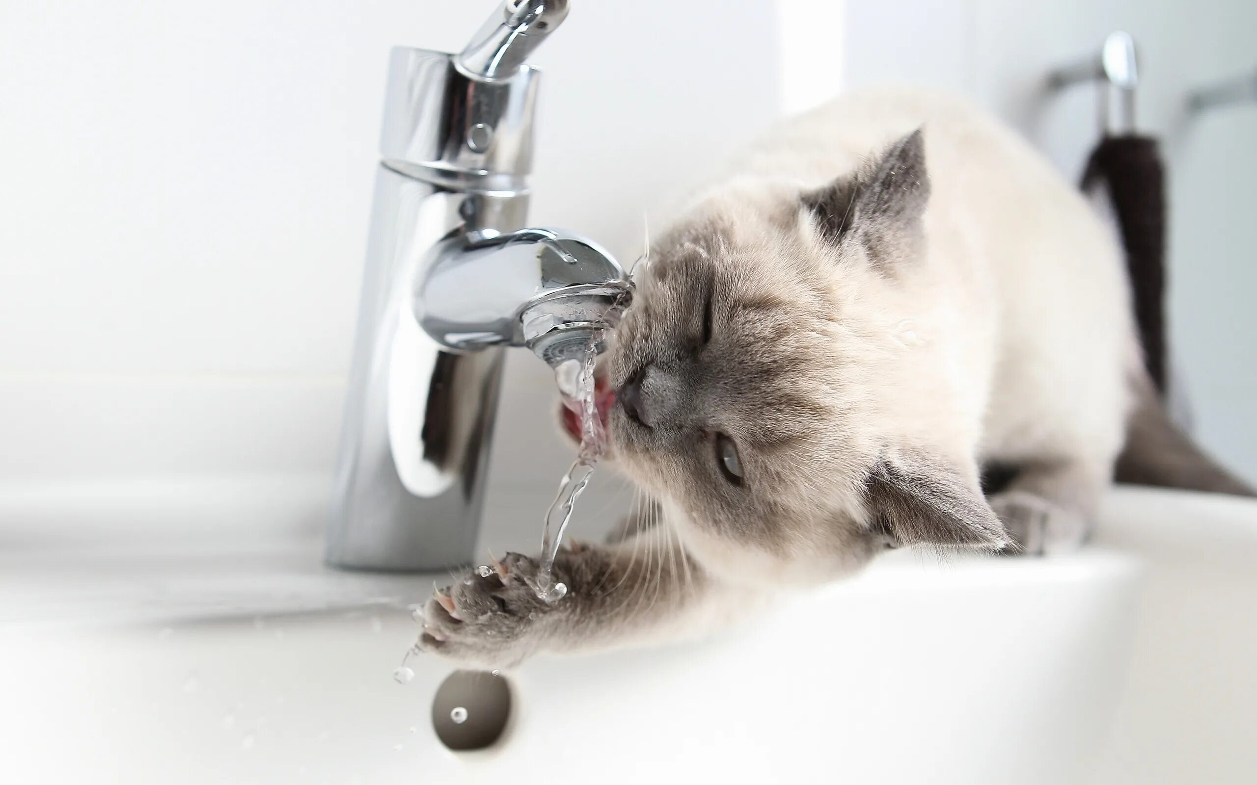 Выключи воду в ванне. Кошка умывается. Котенок умываетс. Котик пьет воду. Кот и кран с водой.