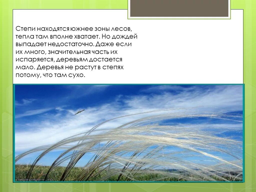 Степь презентация. Зона степей. Деревья, растущие в Степной зоне. Деревья в зоне степей растут.