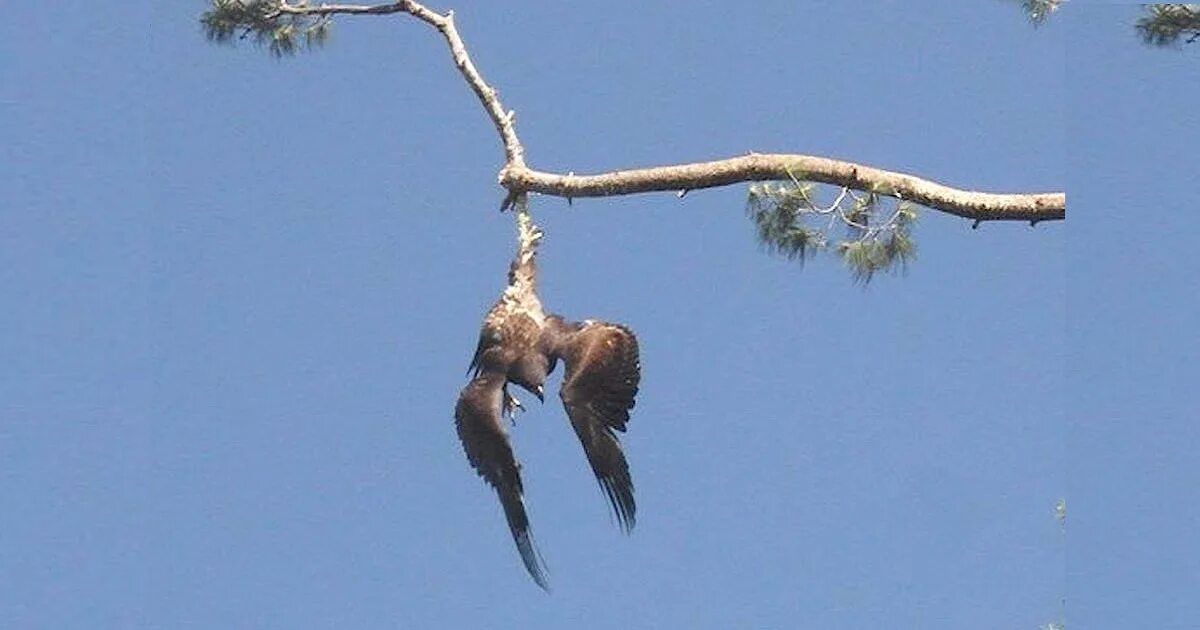 Птица висит. Птица висит на ветке. Птица вверх ногами. Какая птица спасла