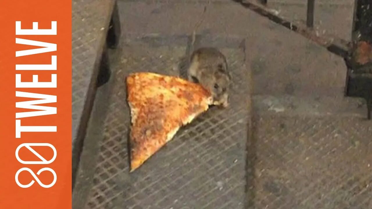 Украл пиццу. Крыса с пиццей. Крыса тащит кусок пиццы. Крыса с кусочком пиццы.