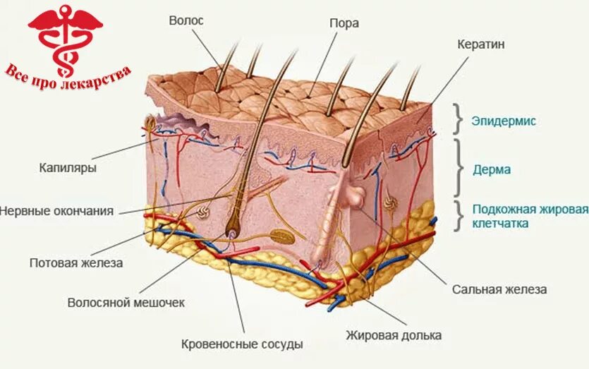 Строение кожи человека огэ. Слой 1) эпидермис 2) дерма 3) гиподерма. строение кожи человека эпидермис дерма гиподерма. слой кожи 1)  эпидермис 2)  дерма. строение слоя дермы кожи человека.