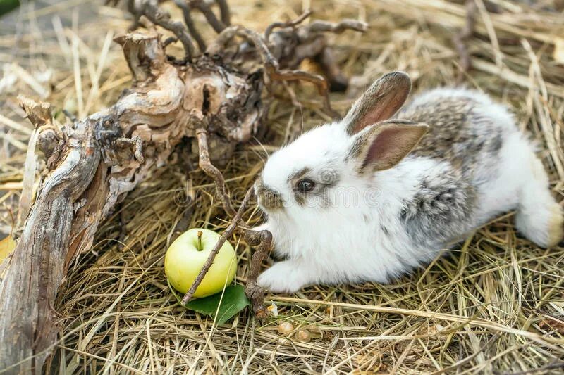 Можно кролику яблоко. Кролик с яблоками. Яблочки в виде кроликов. Кроличье яблоко. Зайка кролик с яблоком.