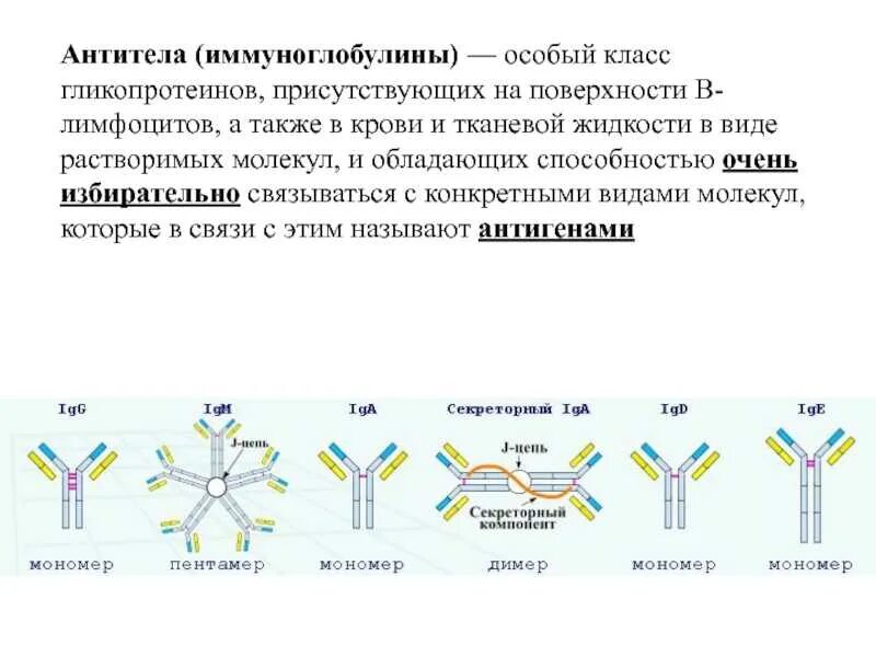 Определение иммуноглобулинов класса g. Антитела функции 5 классы иммуноглобулинов. классификация антител микробиология. антитела иммуноглобулины структура классы. функции различных классов иммуноглобулинов.