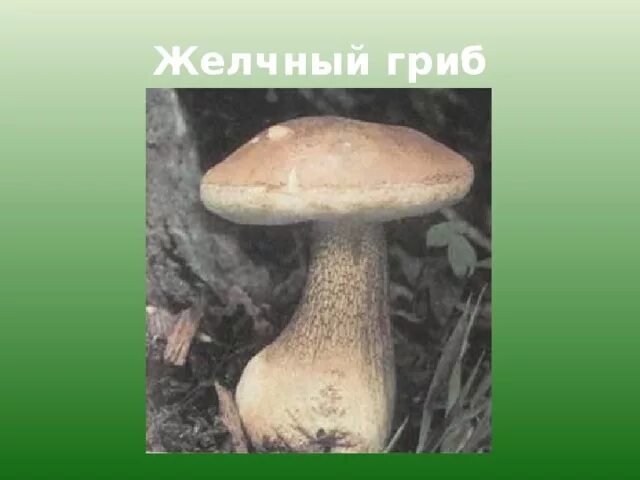 Двойник белого гриба. Ложный боровик белый гриб съедобный. Желчный гриб ложный белый. Ядовитый желчный гриб можно спутать. Ядовитый желчный гриб можно спутать.