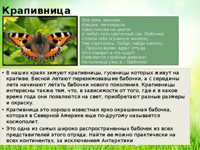 Бабочка крапивница насекомое описание доклад информация сообщение фото видео