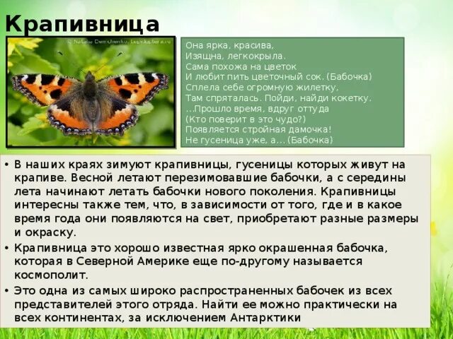 Бабочка крапивница доклад. Бабочка крапивница описание. Сообщение о бабочке крапивнице. Сообщение о крапивнице. Крапивница чем питается