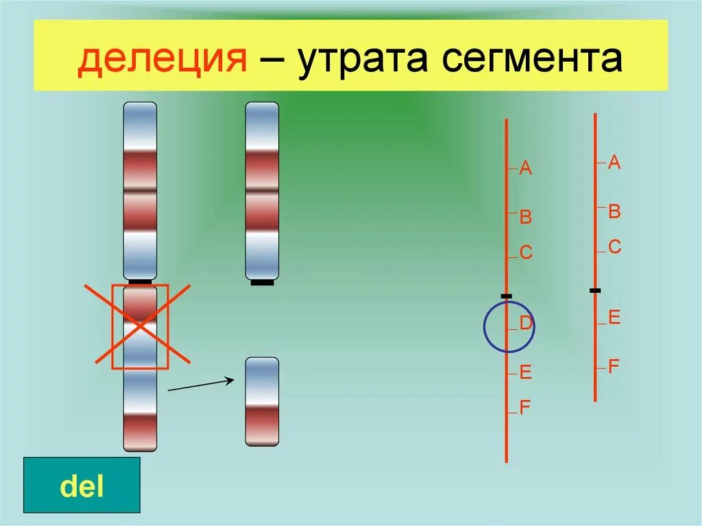 Делеция. Утрата делеция. Инверсия картинки. Инверсия делеция инверсия. Поворот хромосом на 180 градусов