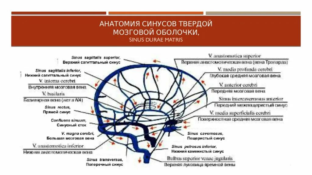 Синус в анатомии это. Вены головного мозга синусы твердой мозговой оболочки. синусы твердой мозговой оболочки схема. нарушение венозного оттока от головы.
