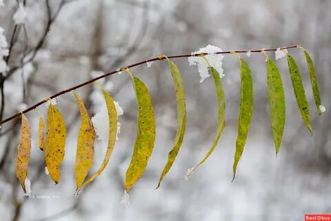 Листья ивы осенью