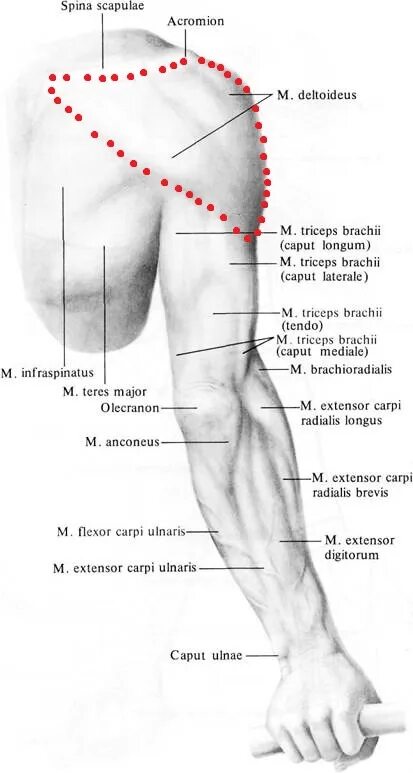 Надплечье. Рельеф мышц верхней конечности правой. Дельтовидная область верхней конечности. Внешние ориентиры плеча. Внешние ориентиры верхней конечности.