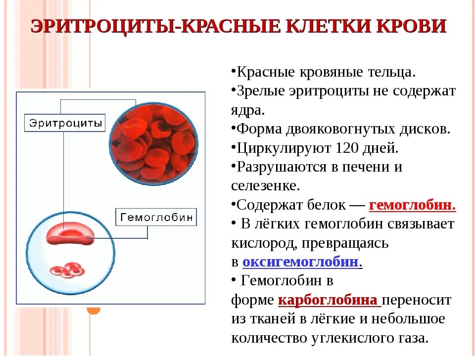 Эритроцит функции клетки. Разрушение эритроцитов в селезенке. Разрушение эритроцитов в печени. Зрелые эритроциты. Что содержится в эритроцитах.