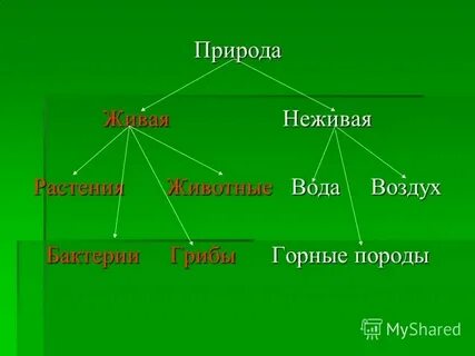 Цветок неодушевленный