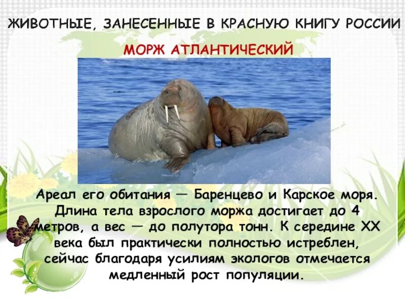Животные красной книги морж. Морж красная книга. Приспособление моржа. Атлантический морж ареал. Интересные факты о моржах.