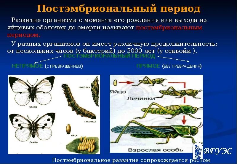 Какой тип развития характерен для европейского. Постэмбриональный период развития периоды. Пост эмбриональный период развития. Постэмбриональный период развития Непрямое развитие. Типы постэмбрионального периода.