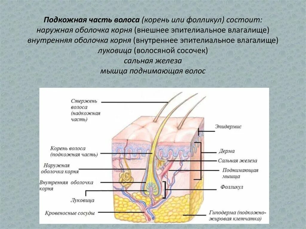 Где расположены потовые железы и корни волос. Строение волоса. Структура волоса корень. Строение кожи головы. Строение волоса и волосяного фолликула.