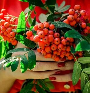 Калина рябина людмилы николаевой