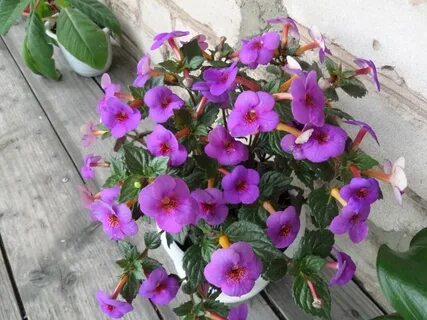 Авито цветы уличные