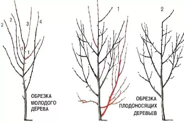 Как правильно обрезать сливу весной для начинающих. Обрезка центрального проводника у черешни. Слива обрезка и формирование кроны.