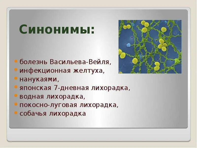 Запишите синонимы с не болезнь. Болезнь Вейля. Васильева-Вейля. Болезнь Васильева-Вейля вызывают. Лептоспироз (болезнь Васильева-Вейля) возбудитель.