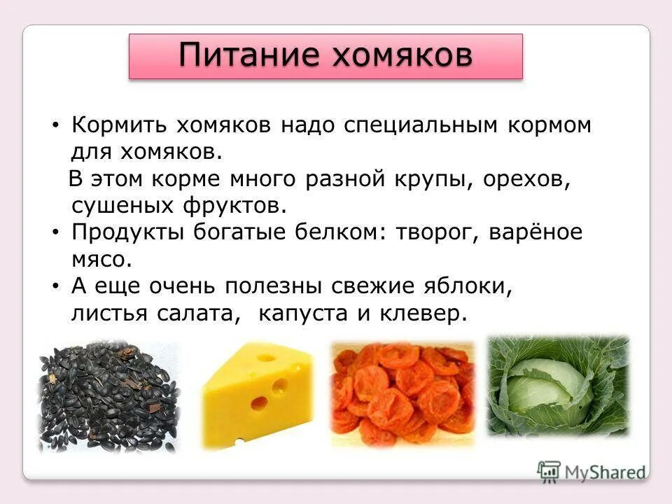 Чем можно дать 16 в. Чем можно кормить хомя. Чем можно кормить хомяка. Что можно давать хомякам. Чтоможа давать хомикам.