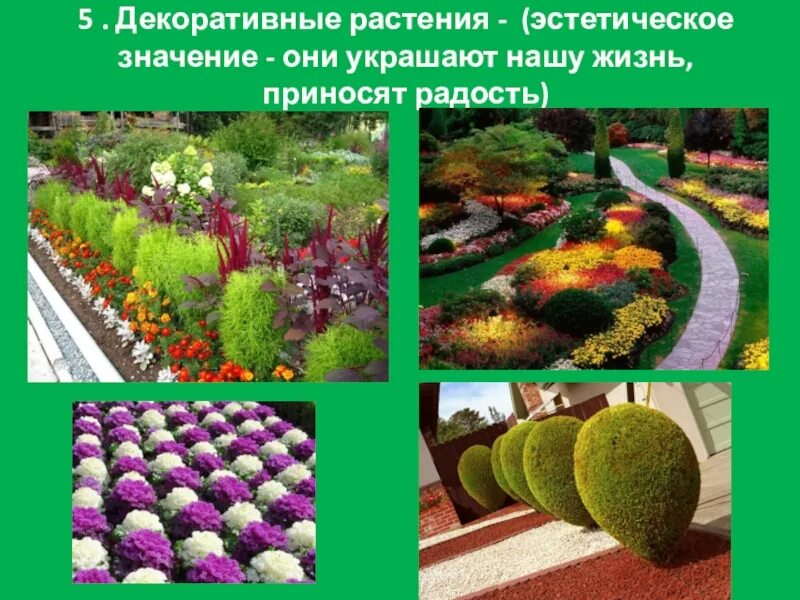5 примеров декоративных растений Декоративные растения примеры фото