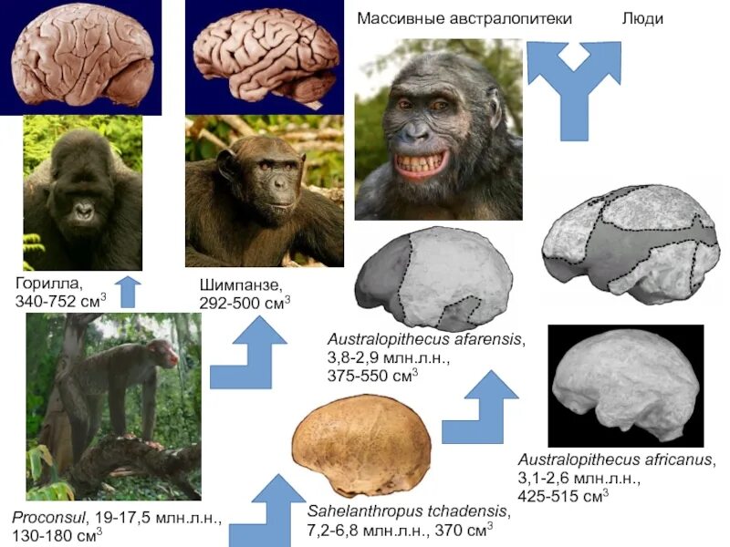 Мозг гориллы и человека. Массивные австралопитеки. Проконсул предок человека.