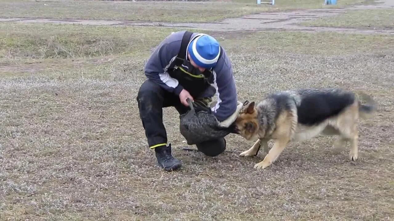 Немецкая немецкая овчарка щенок. 2 месячный щенок немецкой овчарки. Овчарке 11 месяцев. Дрессированная немецкая овчарка. Восточно-европейская овчарка рось.