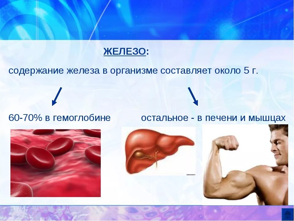 Где находится железо в организме. Железо в организме. железы организма человека. роль железа в организме. арго железо.