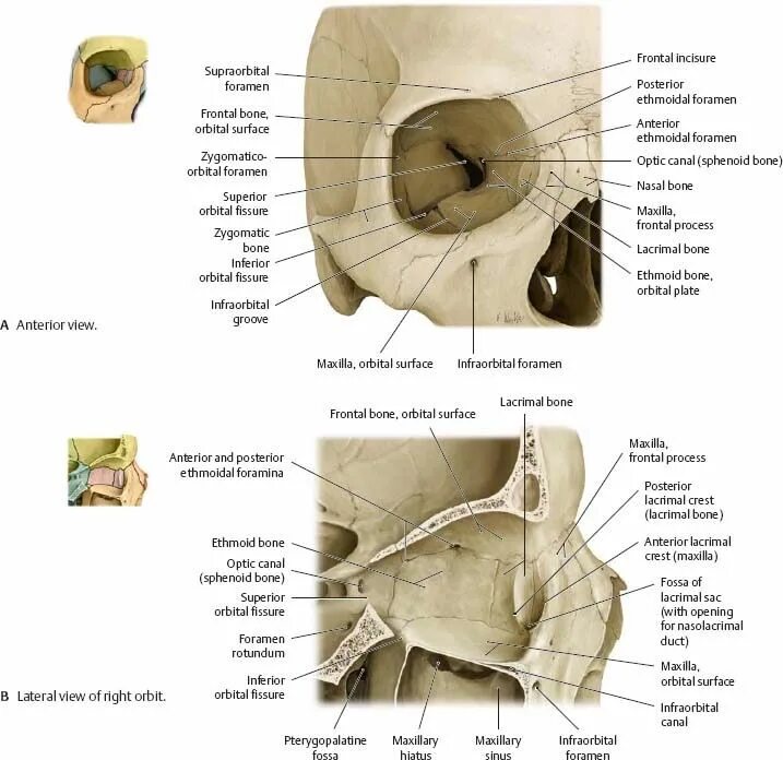 Сообщения глазницы. Кости глазницы анатомия. Глазница анатомия атлас. Строение глазницы анатомия латынь. Отверстия глазницы анатомия.