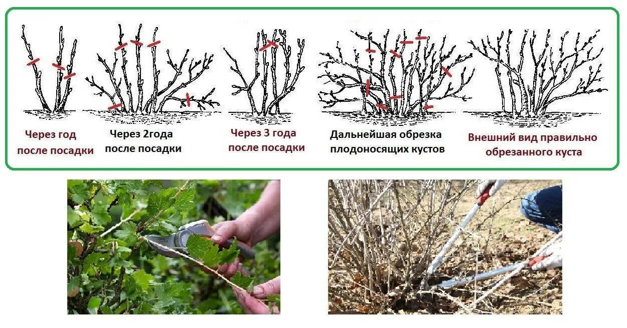 Обрезка крыжовника весной видео. Обрезанный куст крыжовника. Формировка куста крыжовника. Схема обрезки крыжовника осенью. Обрезка крыжовника схема.