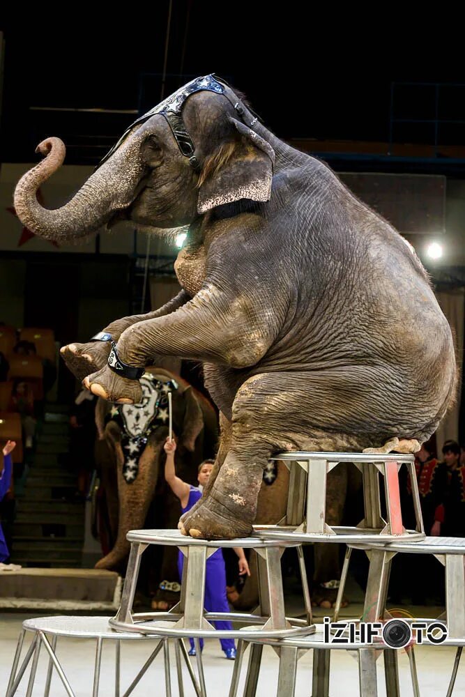 Девочка и слон цирк кисловодск. Шоу слонов Стерлитамак цирк. Слон в цирке. Слоны в цирке. Слон на тумбе в цирке.