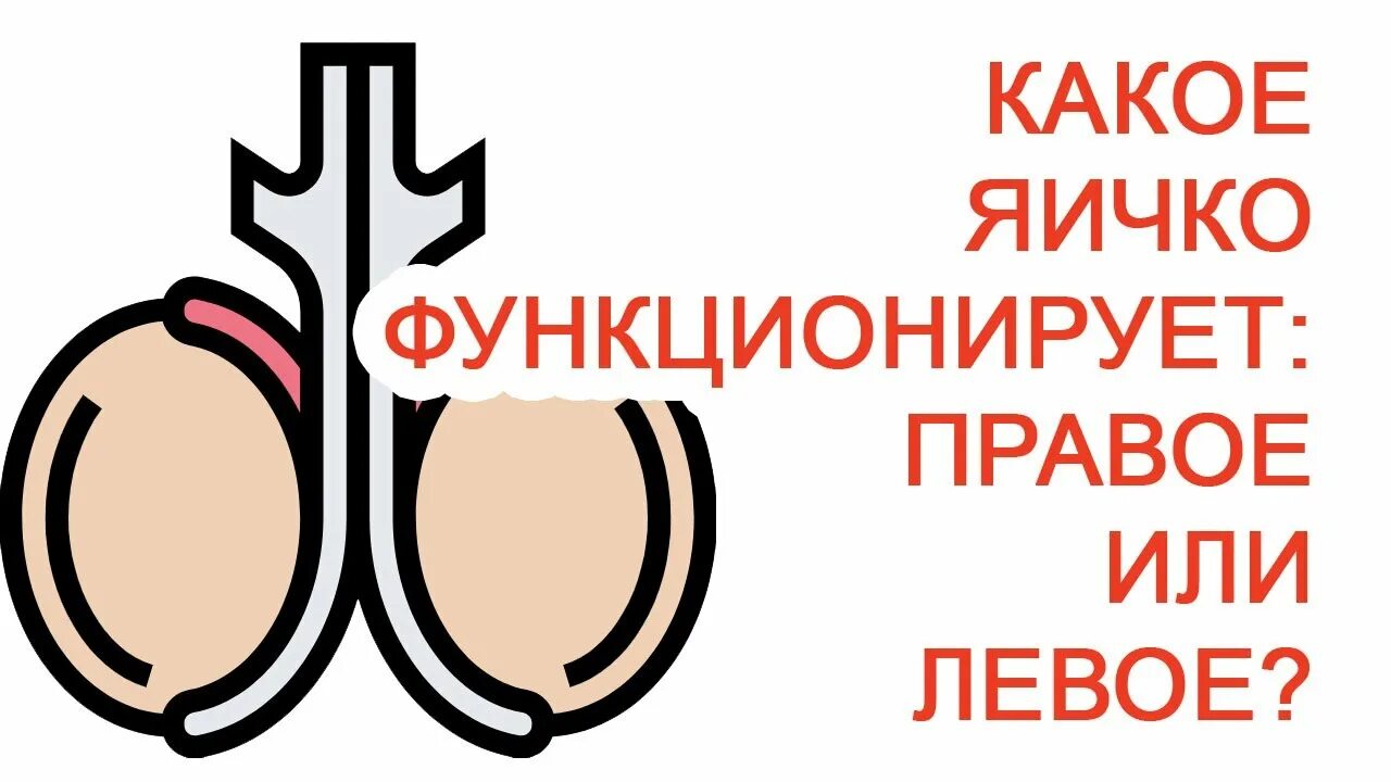 Болит правое яйцо у мужчин причина. Какое яичко функционирует правое или левое.