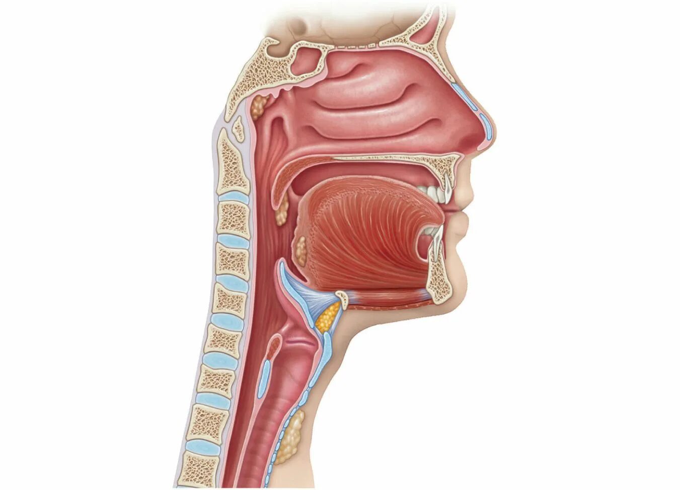 Носовой проход отделен от ротовой полости твердым. Larynx трахея.