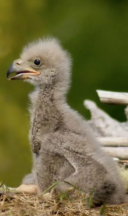 белоголовый орлан птенец. орёл птица птенец. птенцы степного орла. орлёнок детёныш орла. степной орлёнок.