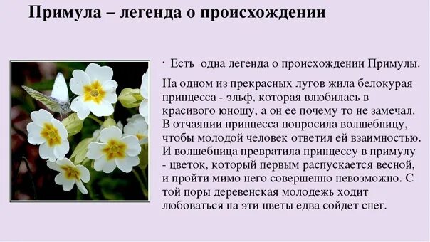 Первым вылез из землицы на проталинке он мороза не. Сказки о первоцветах. Сказки о первоцветах. Первоцветы презентация. Примула пионовидная.