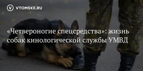 Угроза жизни собаками